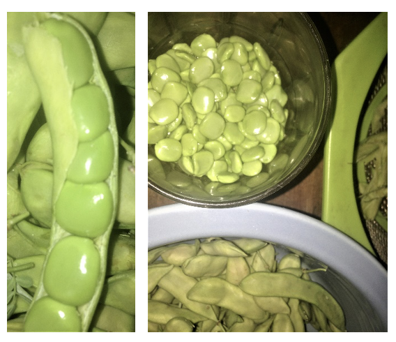 Palo verde beans