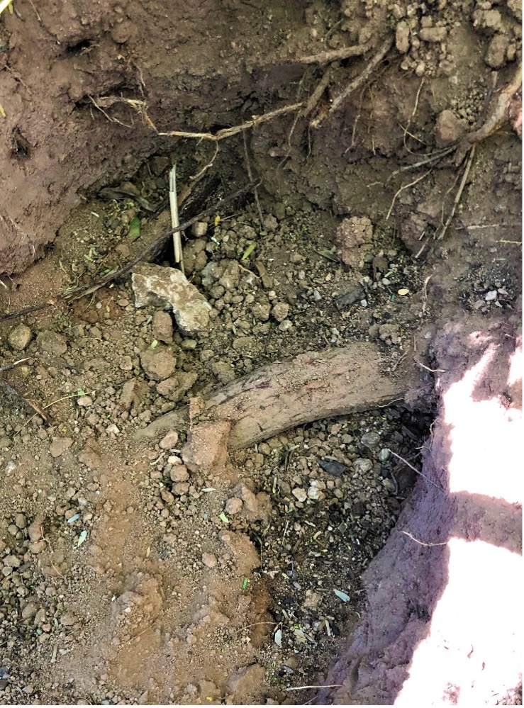 Inside of a dirt trench, with a root in the middle
